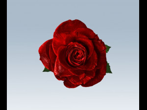 red rose Modelo 3D