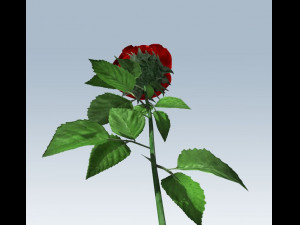 red rose Modelo 3D
