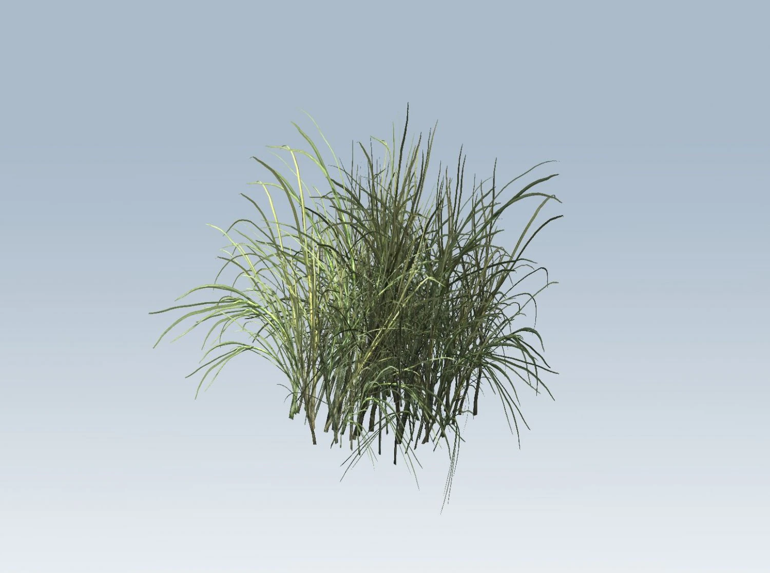 reed grass vegetation 3D Model .c4d .max .obj .3ds .fbx .stl .blend 