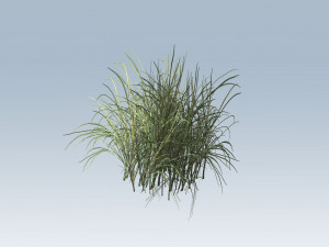 reed grass vegetation 3D Model