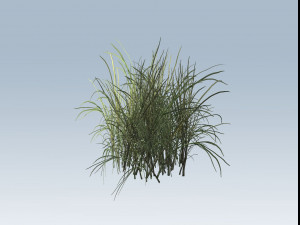 reed grass vegetation Model 3D
