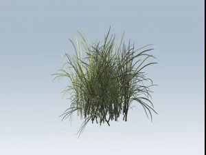 reed grass vegetation 3D Model