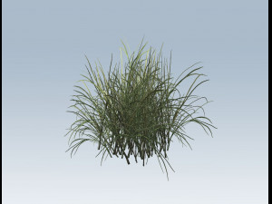 reed grass vegetation Model 3D