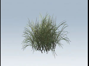 reed grass vegetation 3D Model