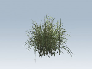 reed grass vegetation Model 3D