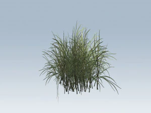 reed grass vegetation 3D Model