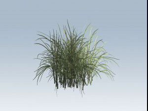 reed grass vegetation Model 3D