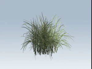 reed grass vegetation 3D Model