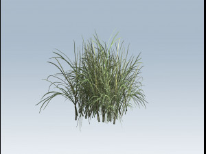 reed grass vegetation Model 3D