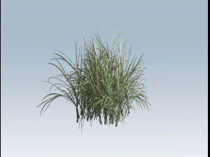 reed grass vegetation 3D Model