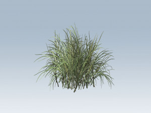 reed grass vegetation Model 3D
