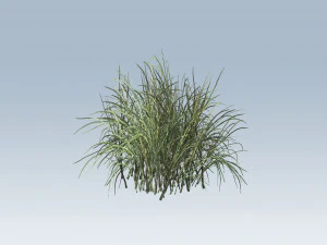 reed grass vegetation 3D Model