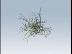 reed grass vegetation Model 3D