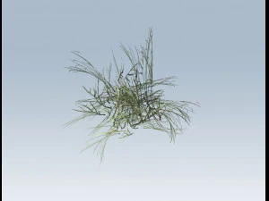 reed grass vegetation 3D Model