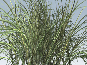 reed grass vegetation Model 3D
