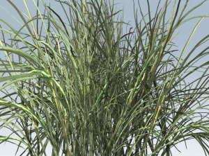 reed grass vegetation 3D Model
