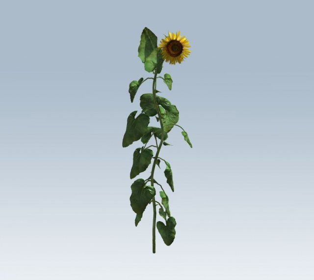 sunflower 3D Model .c4d .max .obj .3ds .fbx .stl .blend 