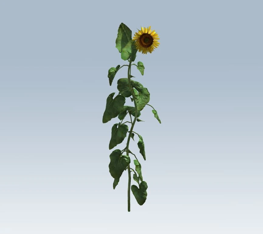 sunflower 3D Model .c4d .max .obj .3ds .fbx .stl .blend 
