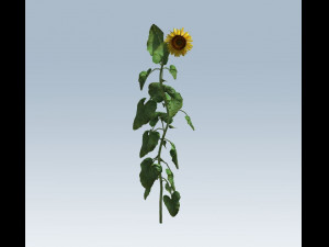 sunflower 3D Model