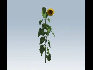 girasole Modello 3D