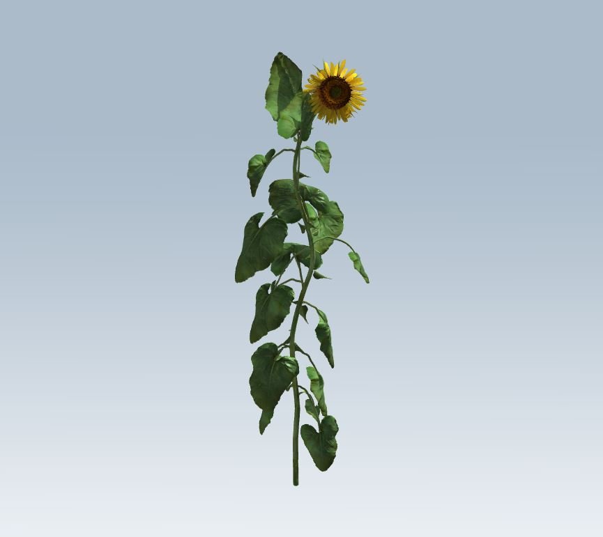 Sunflower 3d Model In Small Plants 3dexport