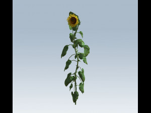 sunflower 3D Model