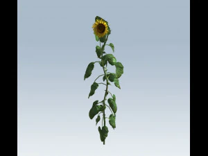 sunflower 3D Model