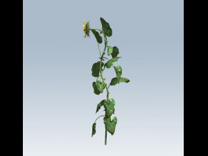 sunflower 3D Model