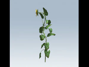 sunflower 3D Model