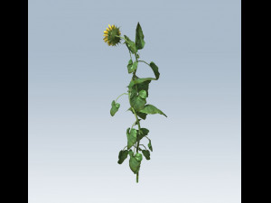 sunflower 3D Model