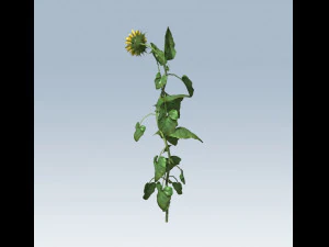 sunflower 3D Model