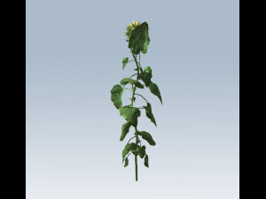 sunflower 3D Model