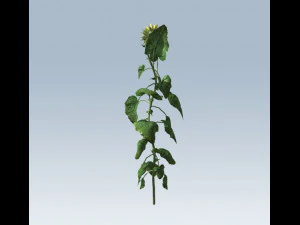 sunflower 3D Model