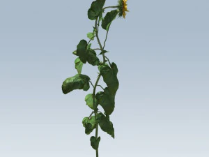sunflower 3D Model