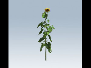 sunflower 3D Model
