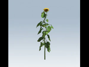 sunflower 3D Model