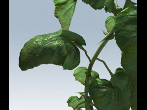 sunflower 3D Model