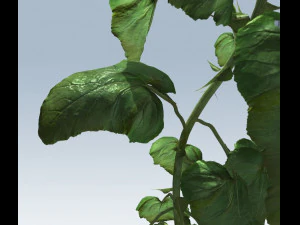 sunflower 3D Model