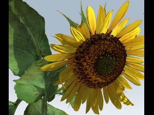 sunflower 3D Model
