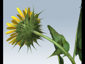 sunflower 3D Model