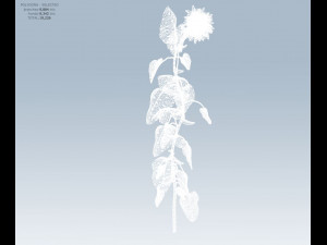 sunflower 3D Model
