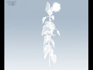 sunflower 3D Model