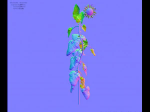 sunflower 3D Model