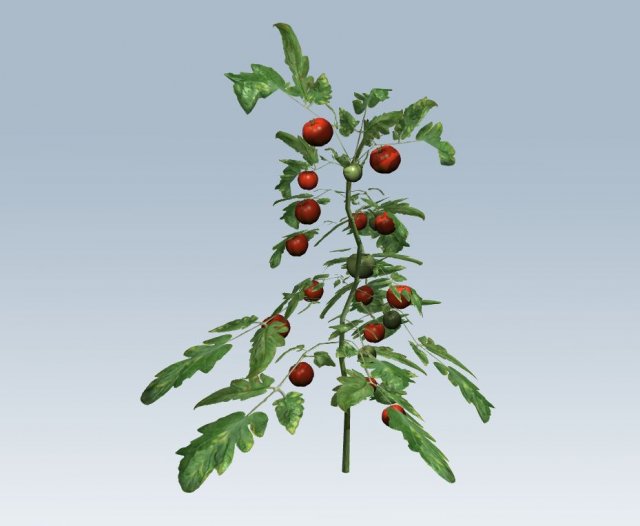 tomato 3D Модель .c4d .max .obj .3ds .fbx .stl .blend 