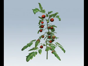 टमाटर 3D मॉडल