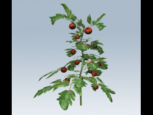 tomato 3D Модель