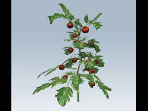 tomato 3D Model