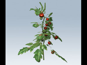 tomato 3D Модель