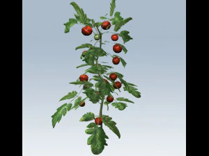 tomato 3D Model