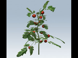 tomato 3D Модель